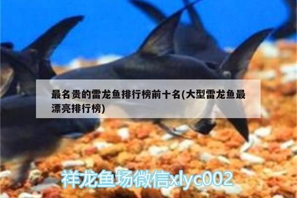 好看的雷龍魚排名（好看的雷龍魚品種排名） 龍魚百科 第3張