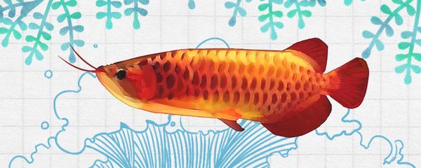 紅龍魚(yú)喂小魚(yú)好不好養(yǎng)（紅龍魚(yú)發(fā)色技巧和要點(diǎn)）