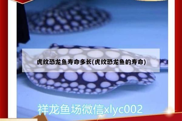 虎紋恐龍魚能活多久（如何延長虎紋恐龍魚壽命，虎紋恐龍魚繁殖技巧介紹） 龍魚百科 第1張