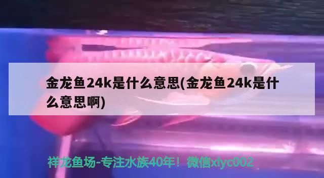 金龍魚24k是什么意思（“金龍魚24k”真假辨別方法）