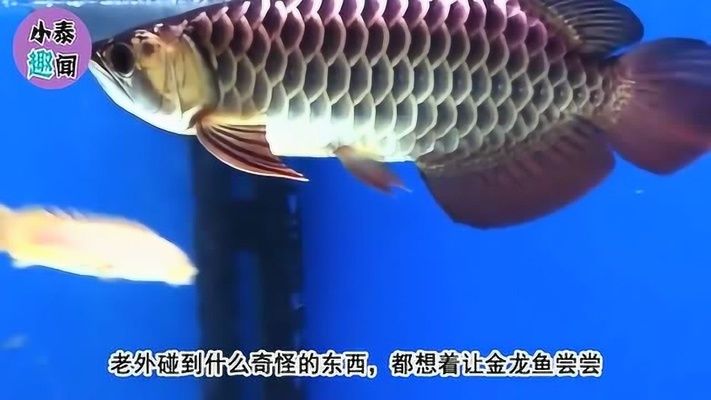 金龍魚捕食小魚（金龍魚捕食技巧分析金龍魚捕食技巧分析金龍魚捕食技巧） 龍魚百科 第3張