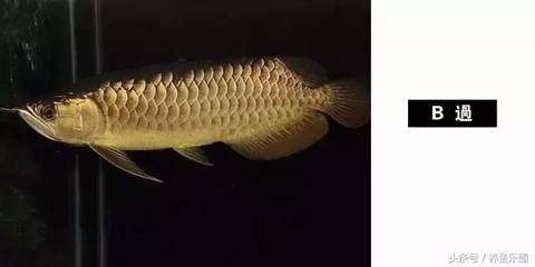 金龍魚 為什么貴（為什么金龍魚的價格那么昂貴？） 龍魚百科 第4張