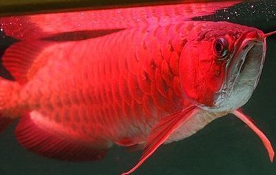 紅龍魚增色餌料配方（如何正確使用紅龍魚增色餌料？） 水族問(wèn)答