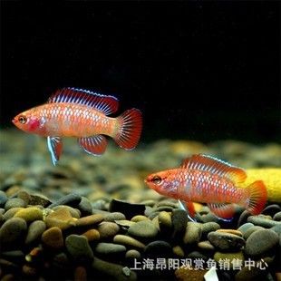 火焰龍魚(yú)多少錢(qián)？（如何辨別火焰龍魚(yú)品相） 龍魚(yú)百科 第4張