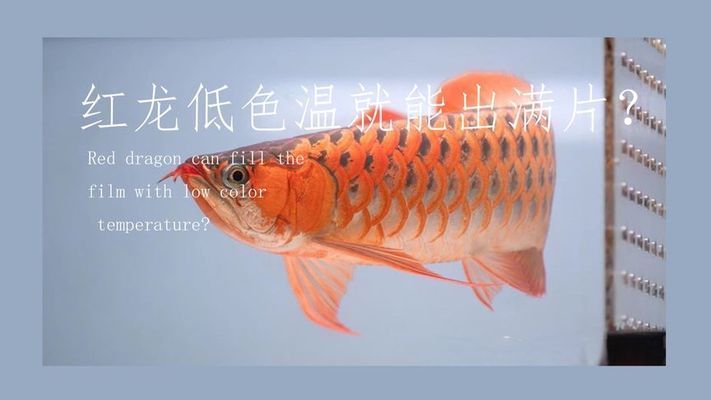 紅龍魚細(xì)框好還是粗框好（紅龍魚的細(xì)框和粗框各有其獨(dú)特的特點(diǎn)和觀賞價(jià)值，具體哪個(gè)更好）