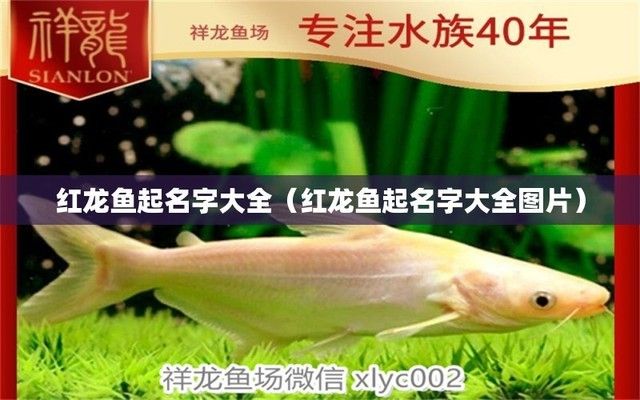 紅龍魚起名字大全（如何給紅龍魚起名字） 龍魚百科 第3張