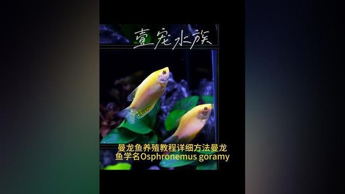 黃曼龍魚好養(yǎng)嗎（黃曼龍魚的飼養(yǎng)技術(shù)） 龍魚百科 第5張