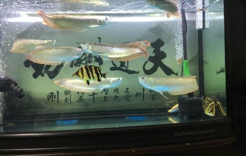 金龍魚銀龍魚的價(jià)格（金龍魚和銀龍魚的價(jià)格受到多種因素的影響） 龍魚百科 第5張