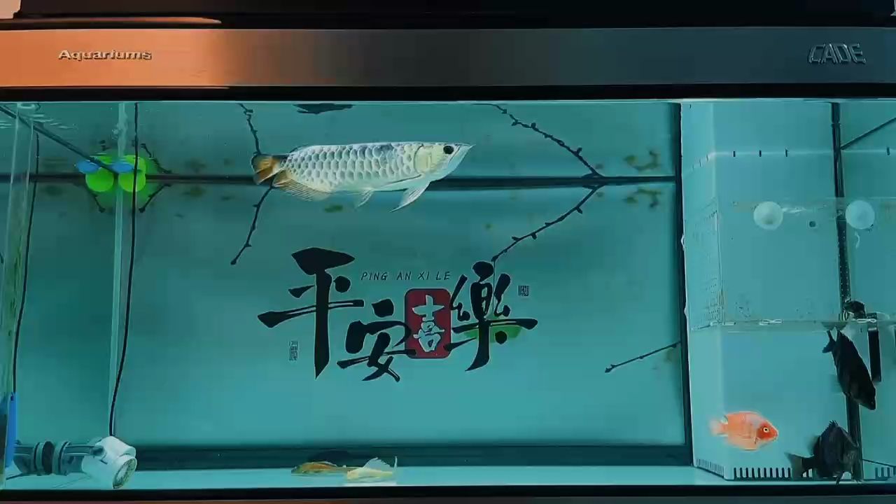 打卡?。?評論：習(xí)慣性的間歇性檢測水質(zhì),long859） 觀賞魚論壇