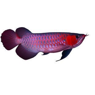 紅色的銀龍魚(yú)（紅色銀龍魚(yú)飼養(yǎng)常見(jiàn)誤區(qū)銀龍魚(yú)市場(chǎng)價(jià)格趨勢(shì)） 龍魚(yú)百科 第2張