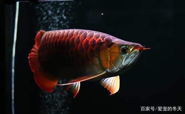 紅龍魚怎么養(yǎng)有靈性的（飼養(yǎng)紅龍魚的注意事項） 龍魚百科 第4張