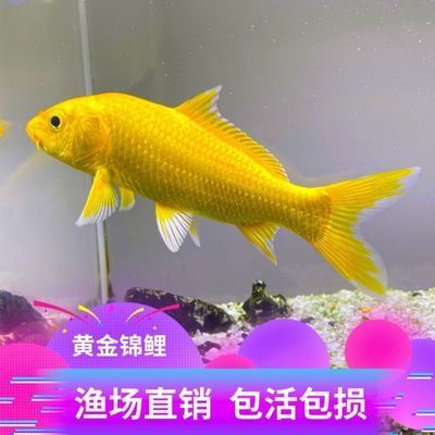 龍魚魚缸寬度最低要求（養(yǎng)龍魚的魚缸寬度是多少？）