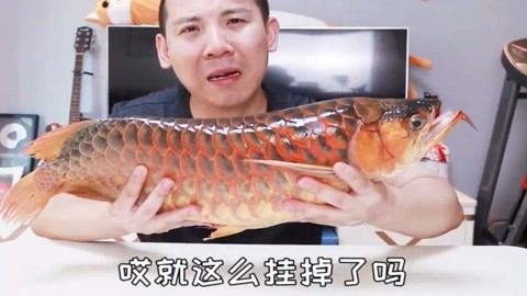 紅龍魚(yú)選購(gòu)技巧分享（如何判斷紅龍魚(yú)的健康狀況，紅龍魚(yú)的顏色變化是否意味著它正在適應(yīng)新環(huán)境） 水族問(wèn)答