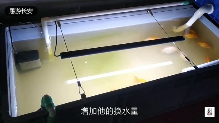 龍魚 飼料喂養(yǎng)方法（關(guān)于龍魚飼料的問題） 水族問答