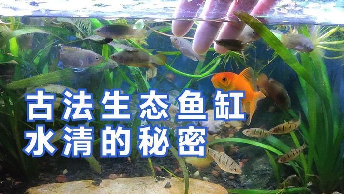 魚缸羊絨棉和白棉的區(qū)別（羊絨棉和白棉的區(qū)別）