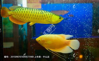 紅龍魚紋路清晰秘訣（為什么紅龍魚的紋路清晰是其健康和美麗的關(guān)鍵因素之一） 水族問答