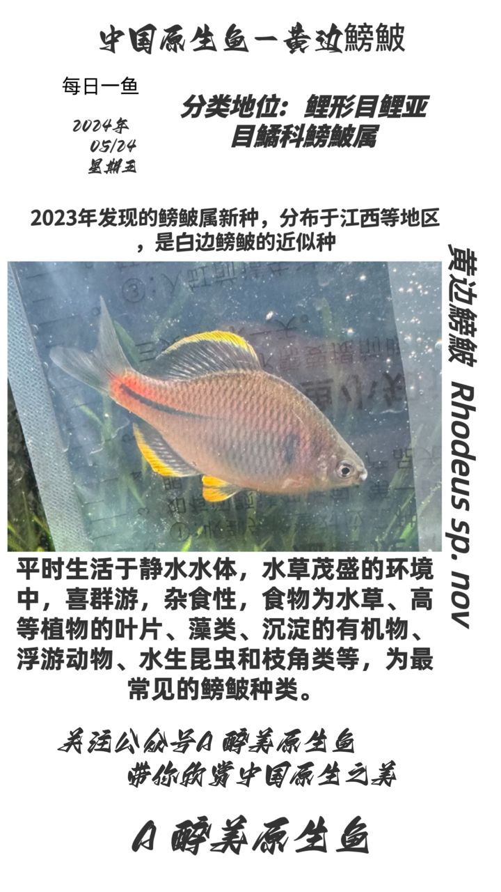 黃邊鰟鮍（分布在江西地區(qū)分布在江西地區(qū)） 觀賞魚論壇