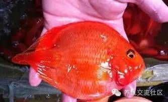 鸚鵡魚（鸚鵡魚是一種色彩斑斕、形態(tài)各異的熱帶觀賞魚）