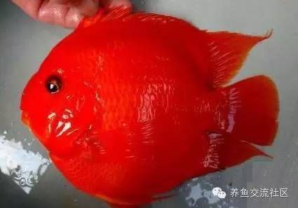 鸚鵡魚（鸚鵡魚是一種色彩斑斕、形態(tài)各異的熱帶觀賞魚） 龍魚百科 第4張