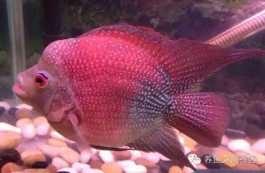 鸚鵡魚（鸚鵡魚是一種色彩斑斕、形態(tài)各異的熱帶觀賞魚） 龍魚百科 第5張