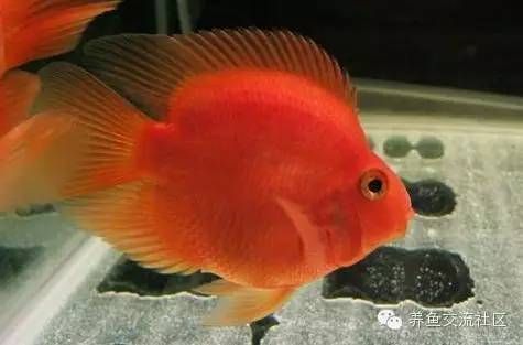 鸚鵡魚（鸚鵡魚是一種色彩斑斕、形態(tài)各異的熱帶觀賞魚）