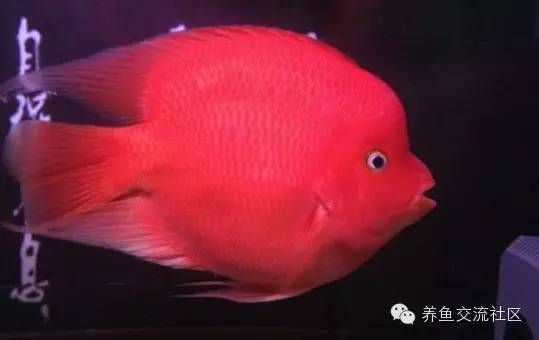 鸚鵡魚（鸚鵡魚是一種色彩斑斕、形態(tài)各異的熱帶觀賞魚）