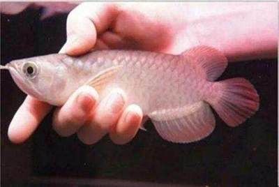 紅龍魚(yú)頭部照片（紅龍魚(yú)頭部觸須的作用）