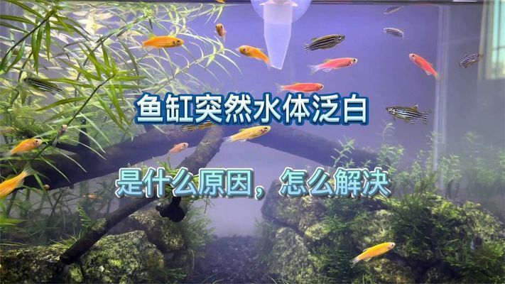 金龍魚缸水體發(fā)白（金龍魚缸水體發(fā)白可能由多種因素引起，以下原因及處理方法） 龍魚百科 第5張