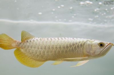 金龍魚 多少錢一條（關(guān)于“金龍魚多少錢一條”的查詢目前無(wú)法直接提供具體信息） 龍魚百科 第4張