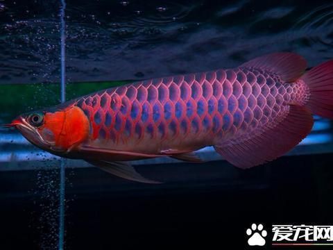 紅龍魚(yú)喂大麥蟲(chóng)好嗎怎么喂（紅龍魚(yú)可以喂食大麥蟲(chóng)嗎）