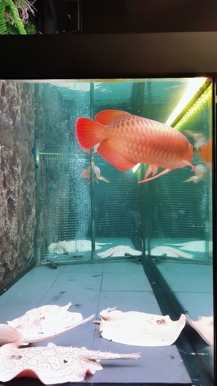 韓城水族館還不知道檢疫嗎？