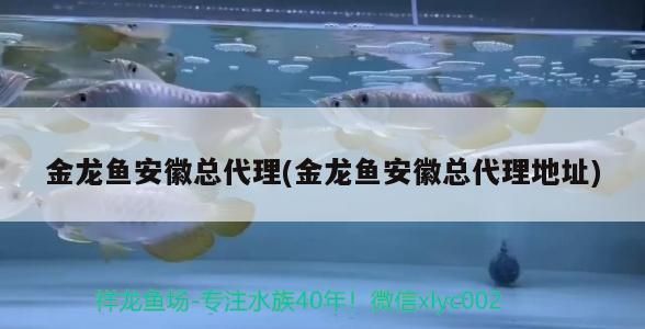 金龍魚安徽總代理（金龍魚安徽總代理具體公司名稱在搜索結果中沒有直接提及）