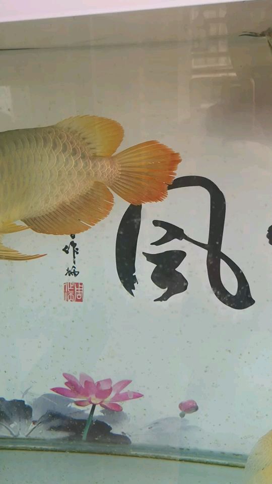 g蓋在兩個(gè)月內(nèi)發(fā)生了變化 黃金鴨嘴魚 第2張