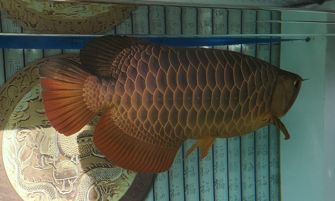 南通水族館好久沒簽到了