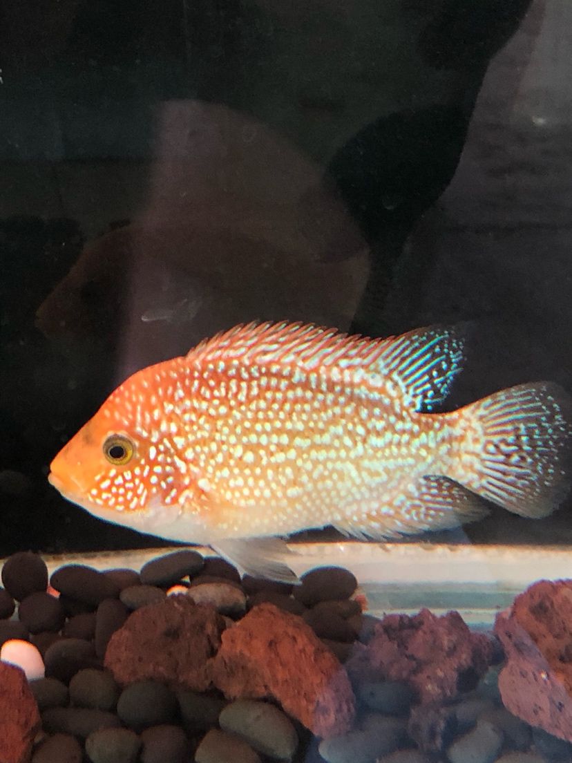 將來能不能全紅 斯維尼關(guān)刀魚 第3張