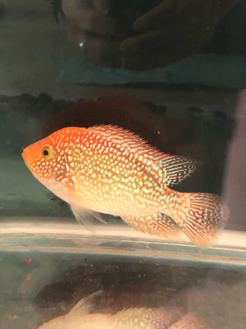 將來能不能全紅 斯維尼關(guān)刀魚 第6張