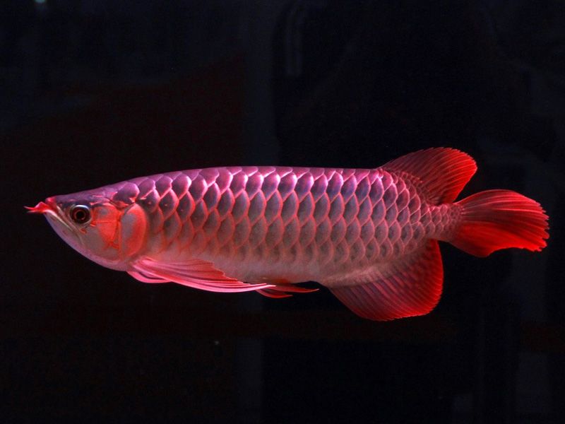 遼陽水族館養(yǎng)魚人不能懶龍魚圈 BD魟魚 第1張