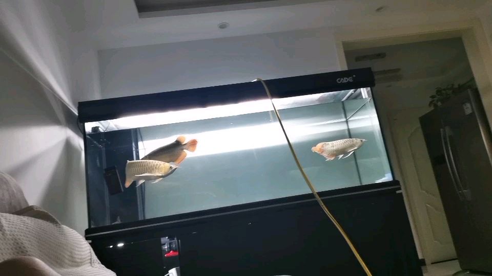 遼陽水族館養(yǎng)魚人不能懶龍魚圈 BD魟魚 第2張