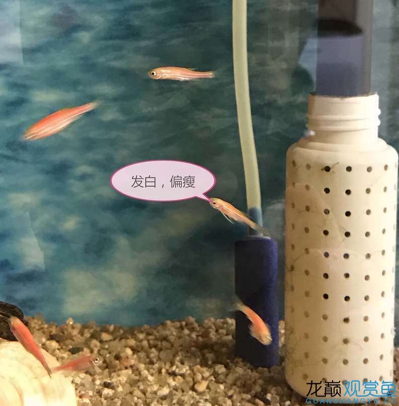 荊州水族館幫我看看如何治療病魚？