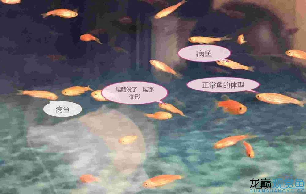 荊州水族館幫我看看如何治療病魚(yú)？ 斑馬鴨嘴魚(yú) 第5張