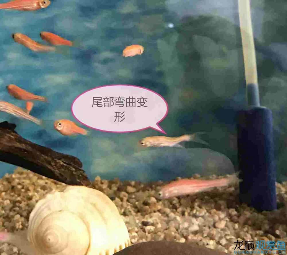 荊州水族館幫我看看如何治療病魚(yú)？ 斑馬鴨嘴魚(yú) 第4張