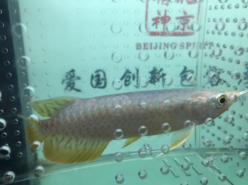 曲靖水族館立達(dá)寶石成長(zhǎng)記 高背金龍魚 第9張