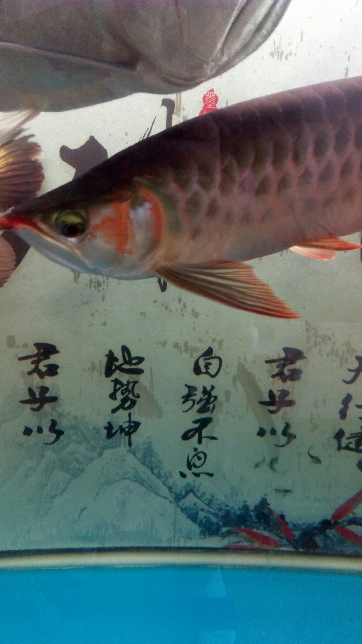 烏魯木齊水族館小紅龍掉眼了不管了順其自然吧 狗仔（招財(cái)貓)魚苗 第1張