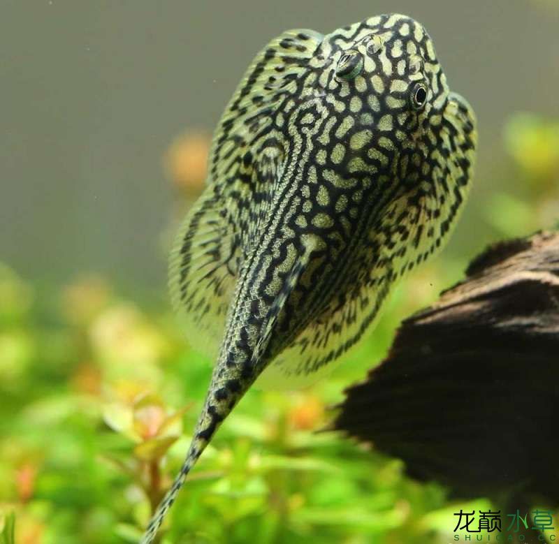 花里胡哨的草缸工具魚思凡腹吸鰍 粗線銀版魚 第4張