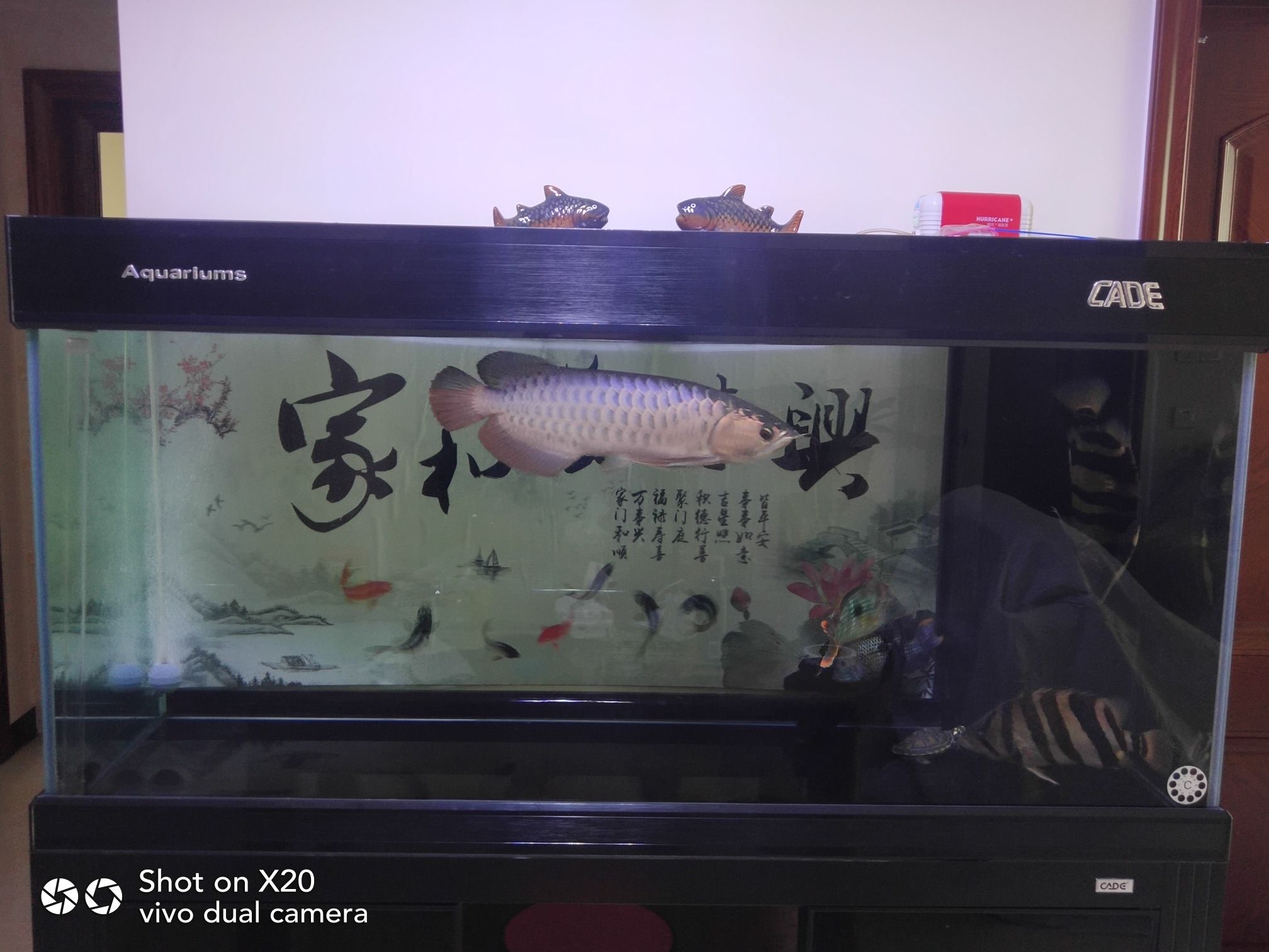 龍魚混養(yǎng)選粗線還是黃金鯽 虎紋銀版魚 第3張