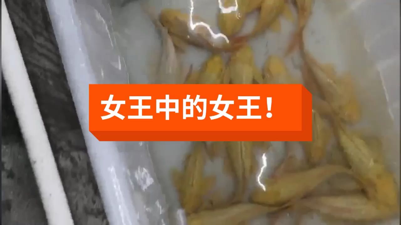 女王中的女王 觀賞魚市場 第2張