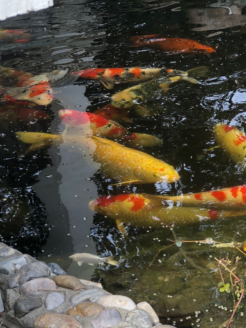 在家喂魚 和尚魚 第3張