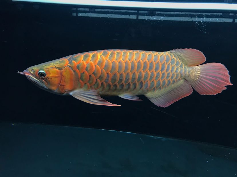 廣元觀賞魚市場換白燈兩月留念 觀賞魚市場（混養(yǎng)魚） 第4張