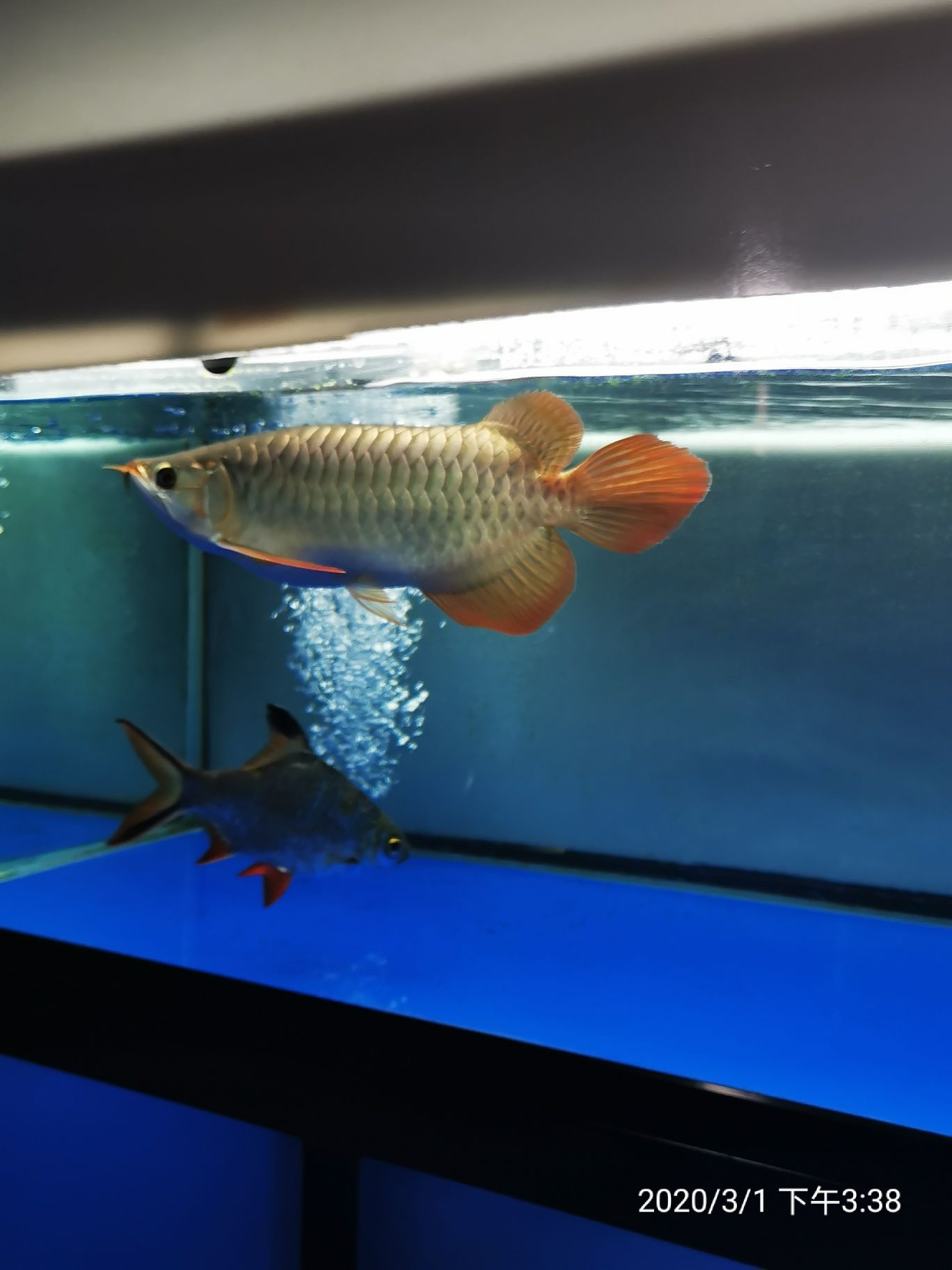 商洛水族館賞魚說說紅龍 大湖紅龍魚 第4張