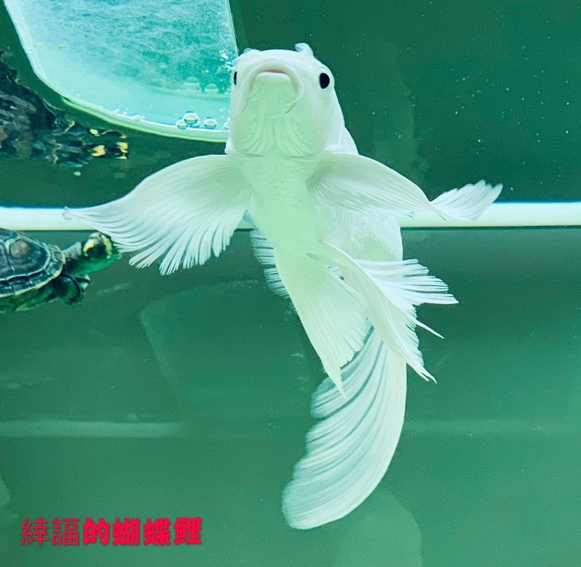 錦鯉魚(yú)虱病知識(shí)分享 圣菲埃及魚(yú) 第8張